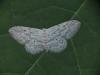 Idaea seriata